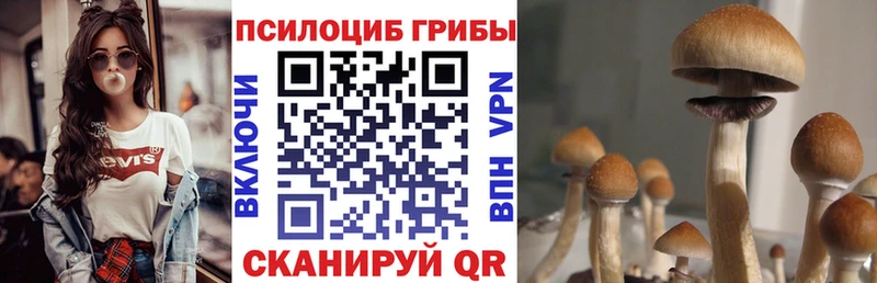 Купить где  Дедовск  Галлюциногенные грибы Psilocybe 