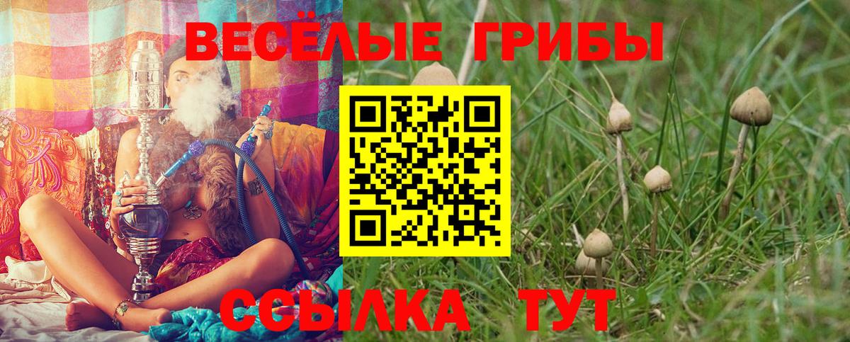 Галлюциногенные грибы Psilocybe Дедовск